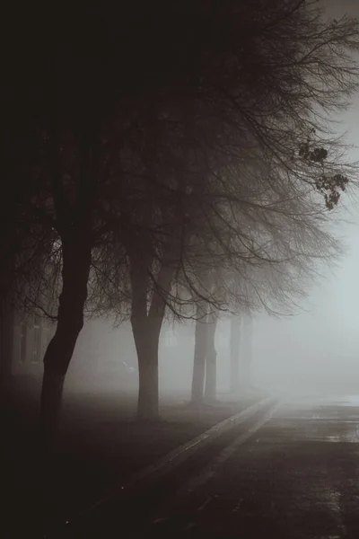 Horror Scene Autumn Fog Lighting Film Noir Style — Stock Photo, Image