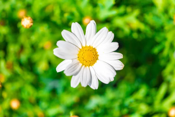 Camomille Fleurs Classées Flore Été — Photo