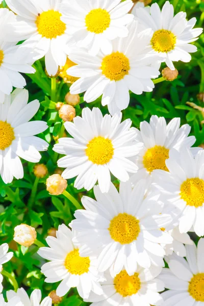 Kamille Feilte Blüten Sommerflora — Stockfoto