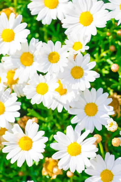 Chamomile Filed Flowers Summer Flora — Stock Photo, Image