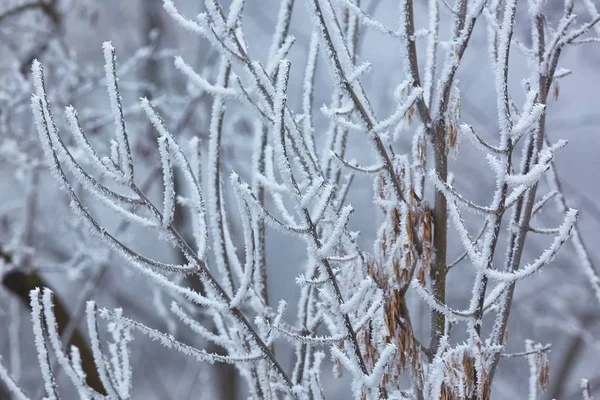 Frysta Isiga Grenar Ett Träd — Stockfoto