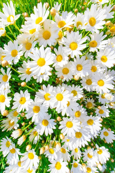 Chamomile Filed Flowers Summer Flora — Stock Photo, Image