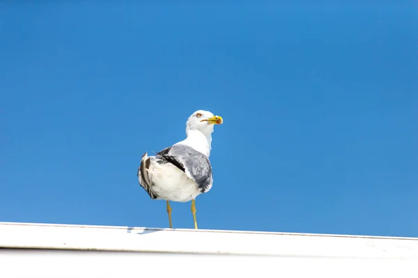 Scenic View Beautiful Bird Nature — Stock Photo, Image