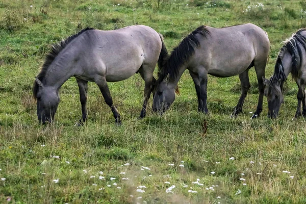 Troupeau Chevaux Broutant Dans Une Prairie Dans Brume Chevaux Dans — Photo