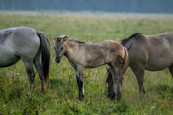 Stádo Koní Pasoucích Louce Mlze Koně Zamlžené Louce Podzim Koně — Stock fotografie