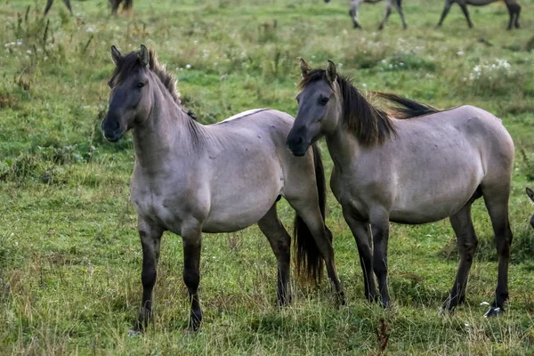 Stádo Koní Pasoucích Louce Mlze Koně Zamlžené Louce Podzim Koně — Stock fotografie