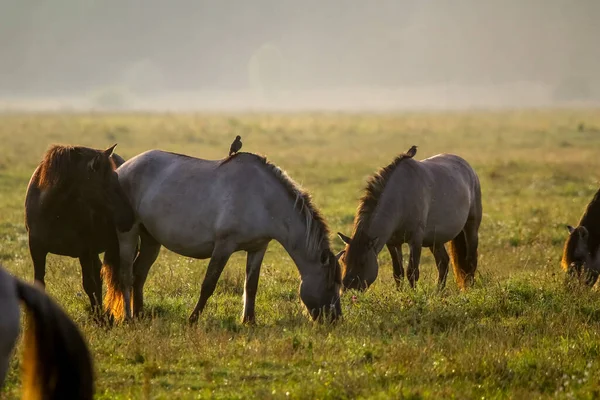 Stádo Koní Pasoucích Louce Mlze Koně Zamlžené Louce Podzim Koně — Stock fotografie