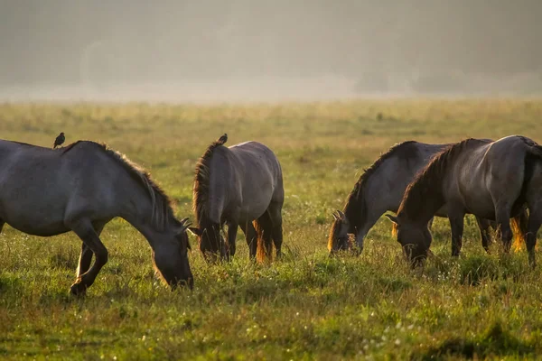 Troupeau Chevaux Broutant Dans Une Prairie Dans Brume Chevaux Dans — Photo