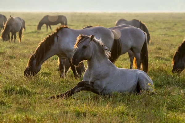 Stádo Koní Pasoucích Louce Mlze Koně Zamlžené Louce Podzim Koně — Stock fotografie