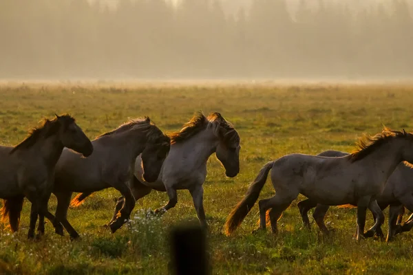 Troupeau Chevaux Broutant Dans Une Prairie Dans Brume Chevaux Dans — Photo