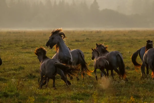 Стадо Лошадей Пасущихся Лугу Тумане Лошади Туманном Лугу Осенью Лошади — стоковое фото