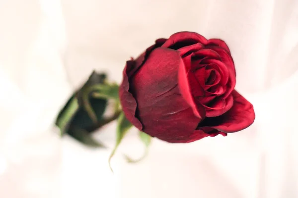 Роза Скляній Банці — стокове фото