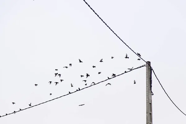 Aves Sentadas Sobre Alambres Detalle Animales Reposo Pájaros —  Fotos de Stock