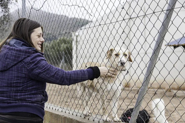 Woman petting stray dogs, kennel for stray animals