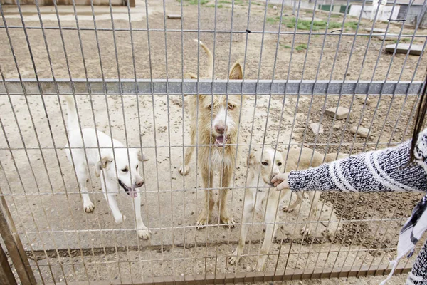 Abandoned dog and caged animal abuse and neglect