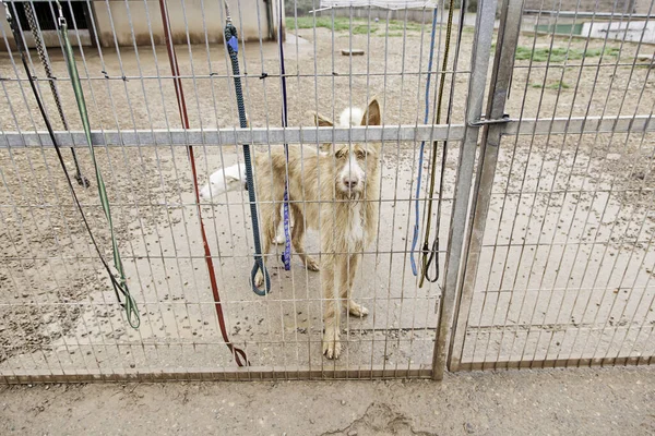 Abandonado Cão Animais Enjaulados Abuso Negligência — Fotografia de Stock
