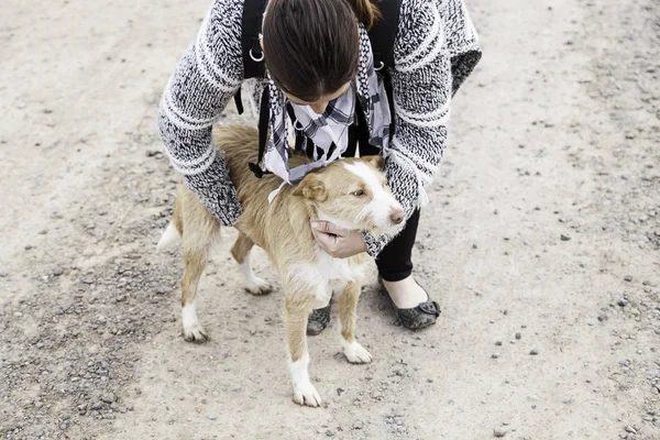 Mulher Acariciando Cães Vadios Canil Para Animais Vadios — Fotografia de Stock