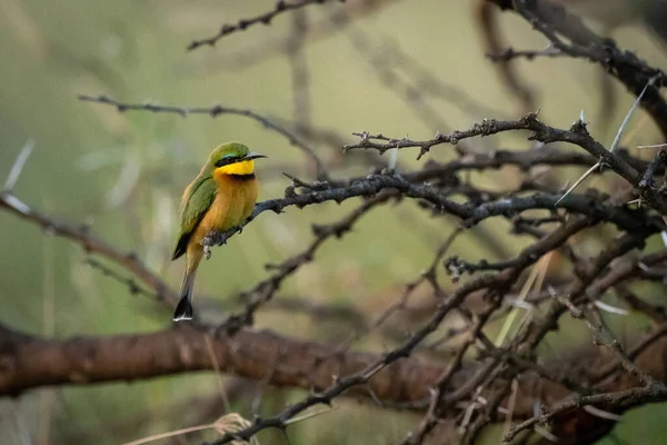 Little Bee Eater Perched Branch Profile — Stock Photo, Image