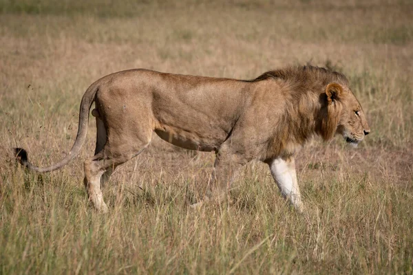 Muž Lev Profilu Kráčející Savannah — Stock fotografie