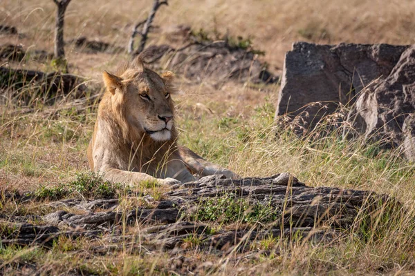 Löwenmännchen Liegt Zwischen Felsen Und Gras — Stockfoto