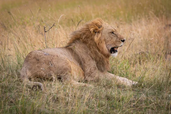 Macho León Encuentra Hierba Buscando Somnoliento —  Fotos de Stock