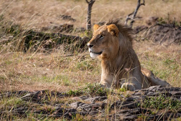 Löwenmännchen Liegt Zwischen Gras Und Steinen — Stockfoto