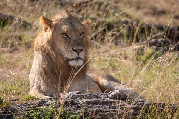 León Macho Acostado Entre Rocas Hierba —  Fotos de Stock