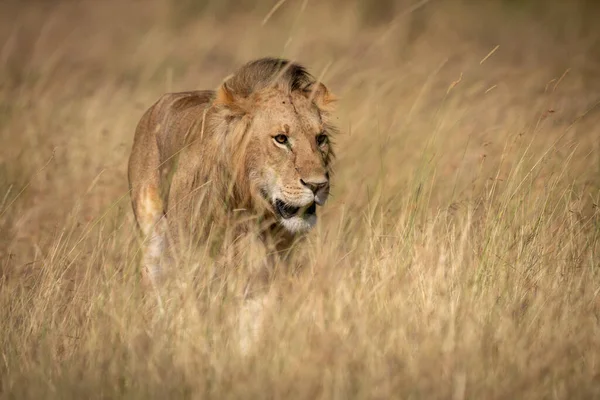 Löwenmännchen Steht Gras Bei Sonnenschein — Stockfoto