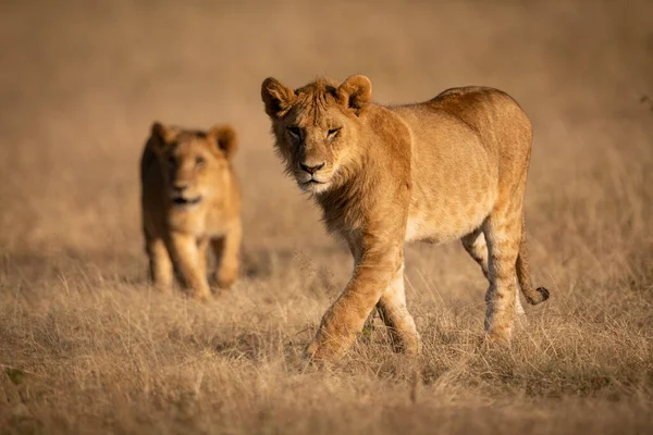 Αρσενικό Λιοντάρι Περιπάτους Στο Γρασίδι Λέαινα — Φωτογραφία Αρχείου