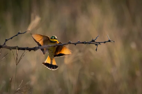 Little Bee Eater Spreads Wings Landing Branch — Stock Photo, Image