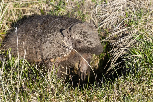 Nahaufnahme Eines Zwerggürteltieres Das Aus Seinem Unterirdischen Nest Kommt — Stockfoto