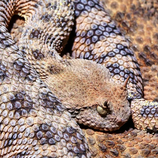 Closeup Hornviper Cerastes Cerastes — ストック写真