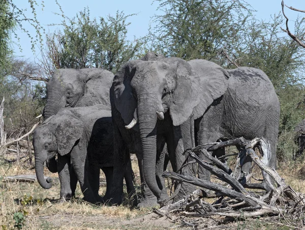 Pequeno Grupo Elefantes Delta Seco Okavango — Fotografia de Stock