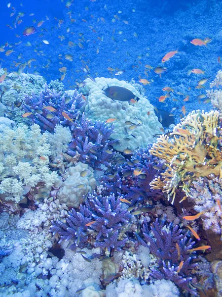 熱帯の海の底でカラフルなサンゴ礁 — ストック写真