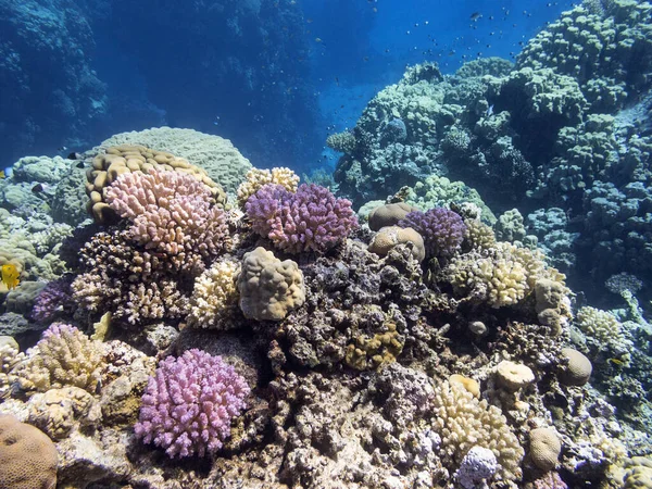 Färgglada Korallrev Botten Tropiska Havet Undervattens Landskap — Stockfoto