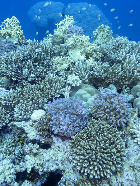 Kolorowa Rafa Koralowa Dnie Tropikalnego Morza Korale Twarde Podwodny Krajobraz — Zdjęcie stockowe