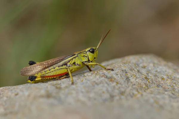 Zeldzaam Groot Moeras Sprinkhaan Stethophyma Grossum Een Weide Zweden — Stockfoto