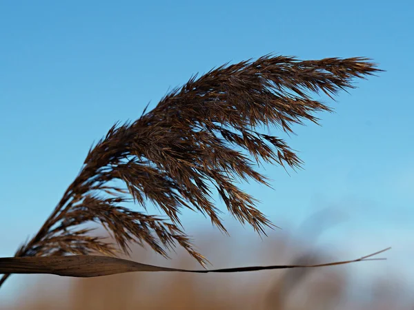 Reed Seed Head Blowing Breeze Clear Blue Sky — Stock Photo, Image