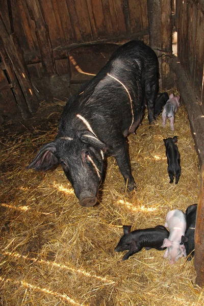 Gruppo Suinetti Madre Allevamento Suini Maiale Madre Maiali Nel Fienile — Foto Stock