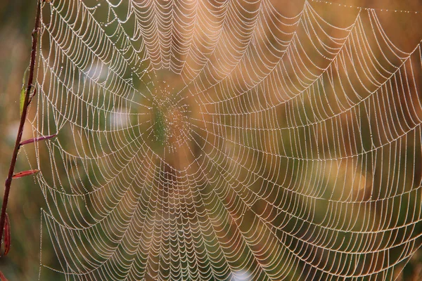 蜘蛛的网络特写与露珠在黎明时分 太阳升起前把草湿透了 蜘蛛网上有水滴 蜘蛛之家 — 图库照片