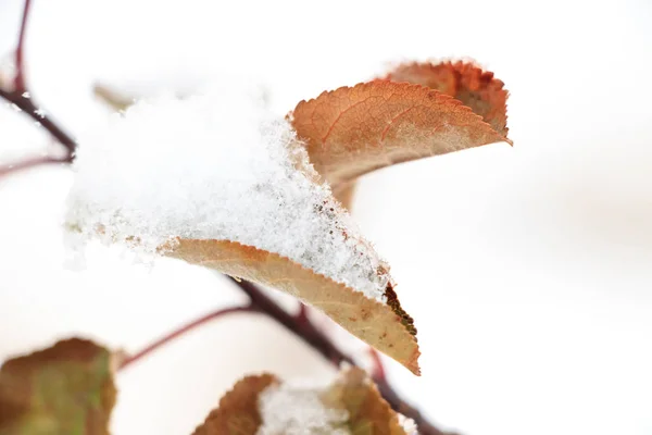 Karla Kaplı Kış Manzarasının Resimsel Görüntüsü — Stok fotoğraf