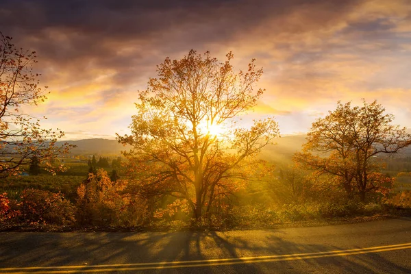 Промені Сонця Крізь Дерева Дорозі Сільській Місцевості Осінній День Під — стокове фото