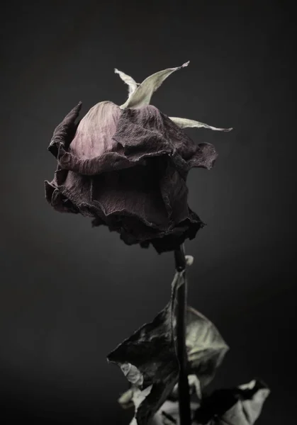 Μαραμένο Τριαντάφυλλο Σκούρο Φόντο — Φωτογραφία Αρχείου