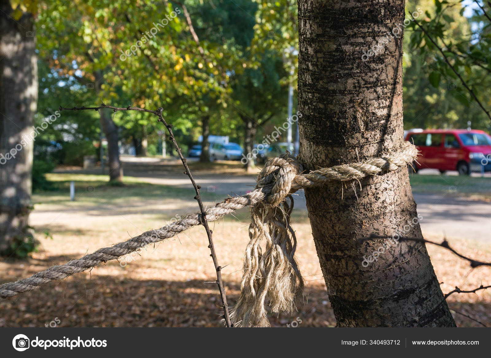 Rope Secure Tied Tree Trunk Strength Outdoors Morning — Stock Photo ©  PantherMediaSeller #340493712