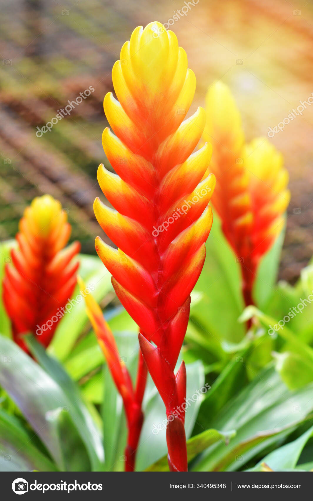 Flor Bromelias Amarillo Anaranjado Rojo Fondo Del Jardín Coloridas Plantas  — Foto de stock #340495348 © PantherMediaSeller, image size:1064x1700