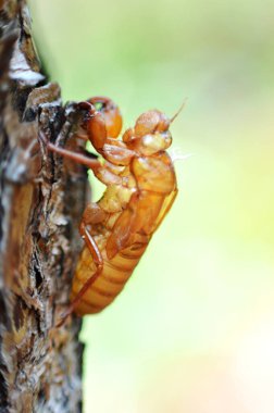 Cicada molt on bark / insect of cicada molt on the tree in nature blur background selective focus clipart