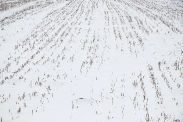 Pittoresca Vista Sul Paesaggio Invernale Innevato — Foto Stock