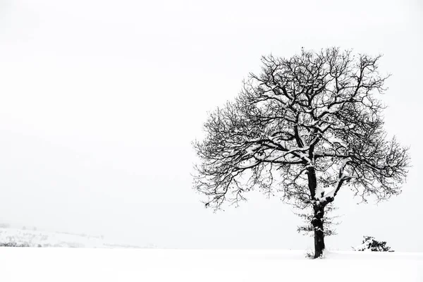 Pittoresk Uitzicht Besneeuwde Winterlandschap — Stockfoto