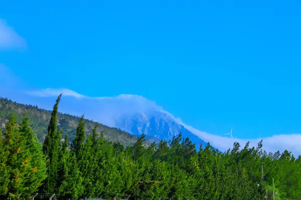 野生の森の植物の風景 — ストック写真