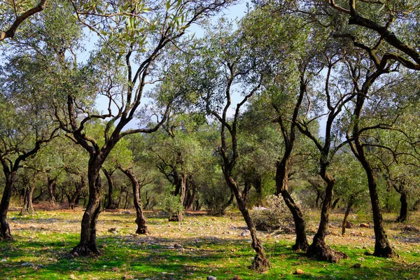 Scenic View Flora Wild Forest — Stock Photo, Image